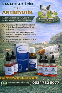 Kuluçkalık Yumurta