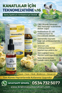 Kuluçkalık Yumurta