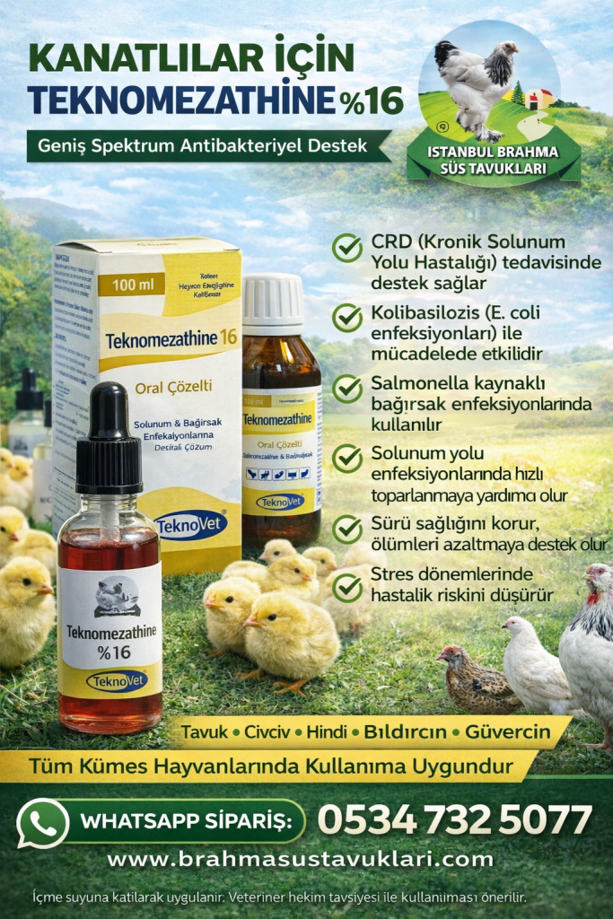 Kuluçkalık Yumurta