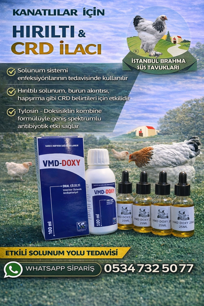 Vmd Doxy Hırıltı İlacı | Tavuk Solunum Yolu Veteriner İlacı İstanbul Süs TAVUKLARI Kuluçkalık Yumurta