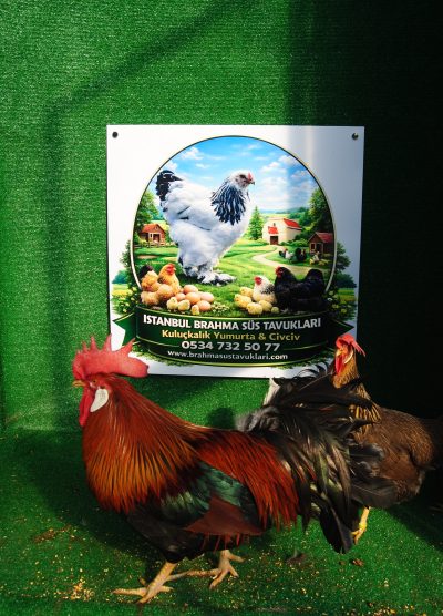 Brown Ligorin Kuluçkalık Yumurta