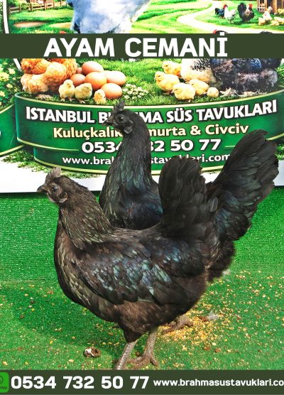 Ayam Cemani Kuluçkalık Yumurta