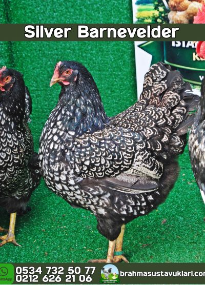 Süs Tavukları Kuluçkalık Yumurta Ve Civciv l İstanbul Süs Tavukları İstanbul Süs TAVUKLARI Barnevelder Kuluçkalık Yumurta Civciv İstanbul