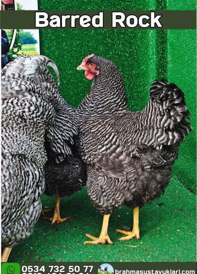 Barred Rock Kuluçkalık Yumurta Civciv İstanbul
