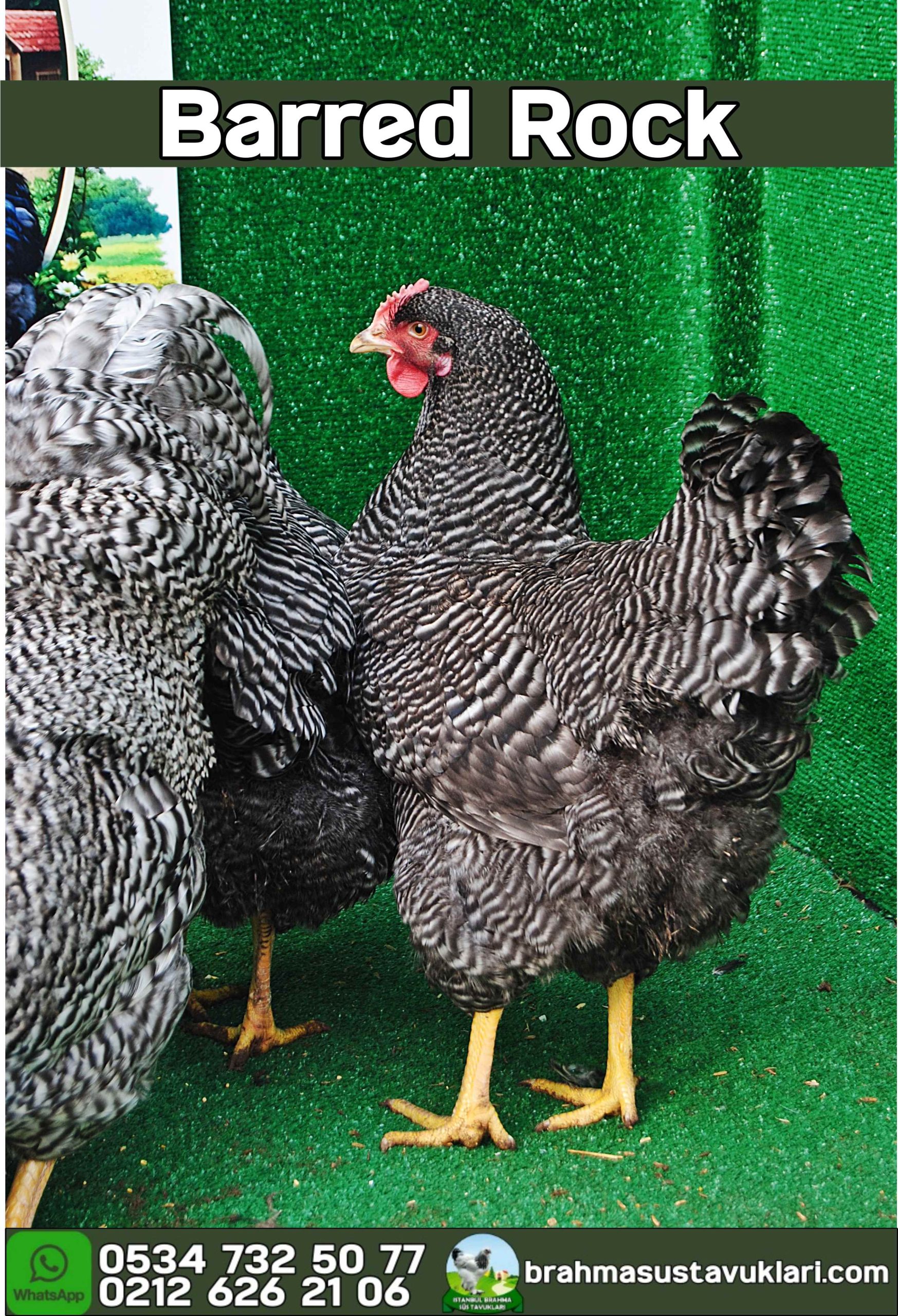 Barred Rock Kuluçkalık Yumurta İstanbul Süs TAVUKLARI Barred Rock Kuluçkalık Yumurta Civciv İstanbul
