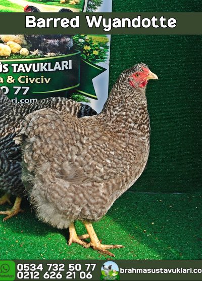Barred Wyandotte Kuluçkalık Yumurta Civciv İstanbul
