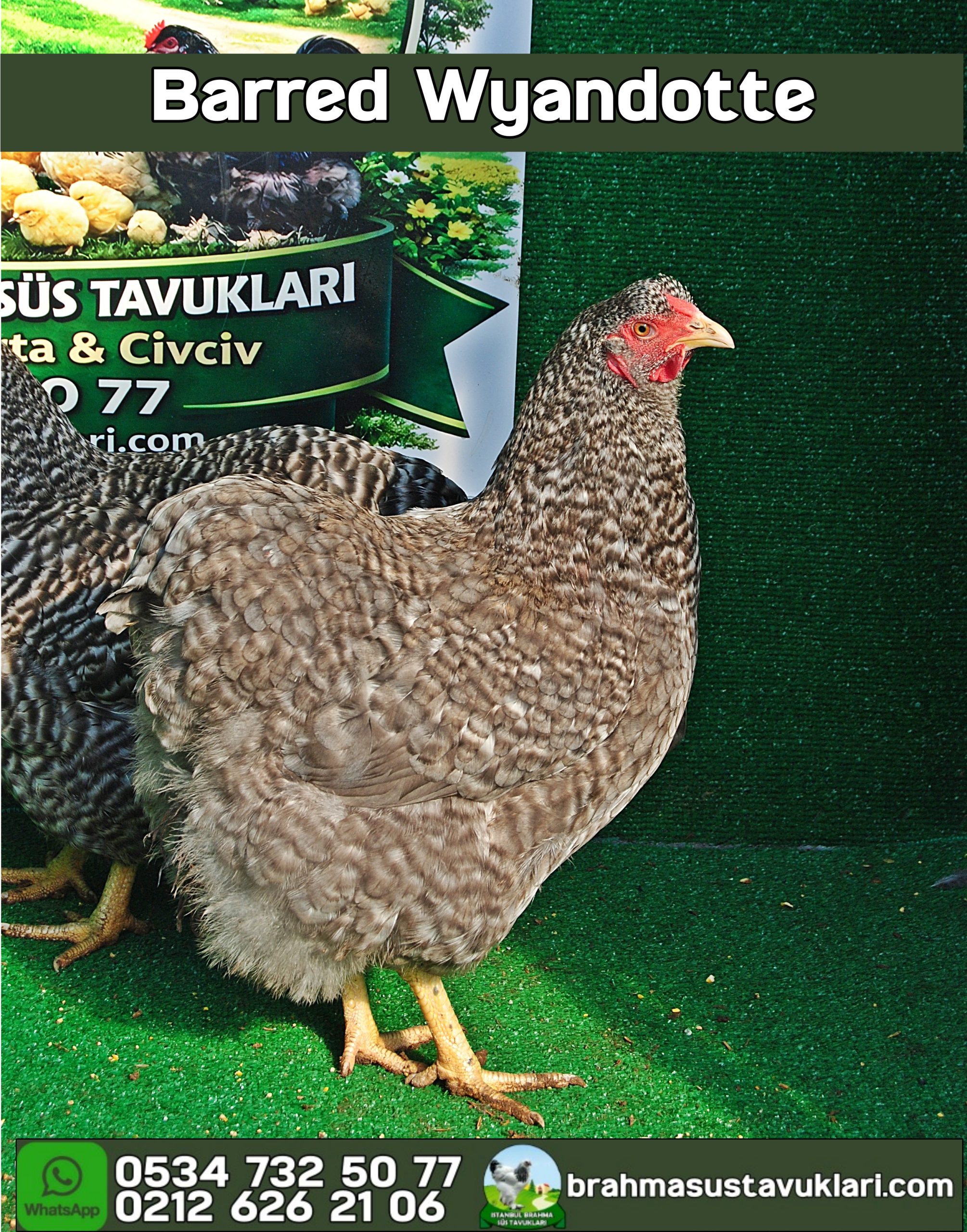 Barred Wyandotte Kuluçkalık Yumurta İstanbul Süs TAVUKLARI Barred Wyandotte Kuluçkalık Yumurta Civciv İstanbul