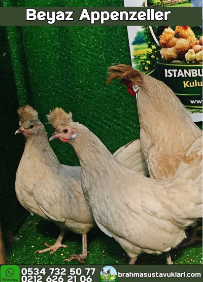 Beyaz Appenzeller Kuluçkalık Yumurta Civciv İstanbul