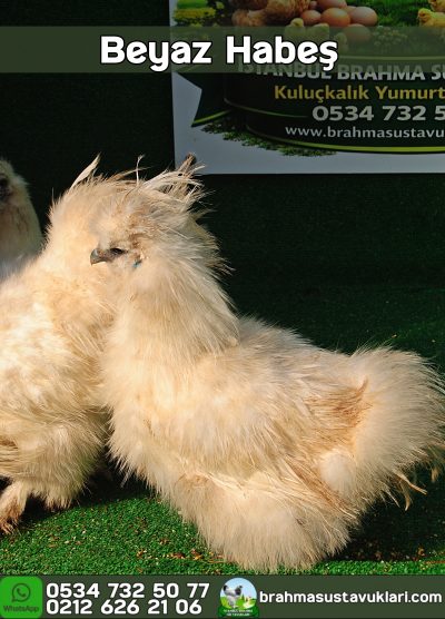 Hollanda Habeş Kuluçkalık Yumurta