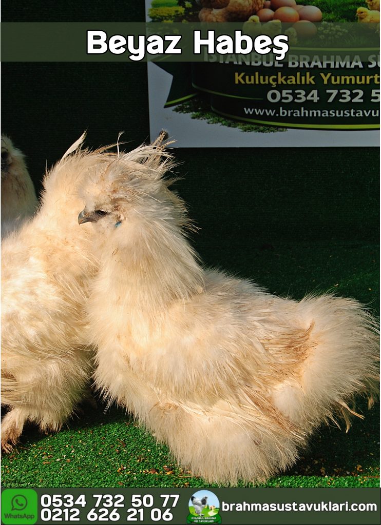Hollanda Habeş Tavukları Özellikleri İstanbul Süs TAVUKLARI Hollanda Habeş Tavukları Özellikleri