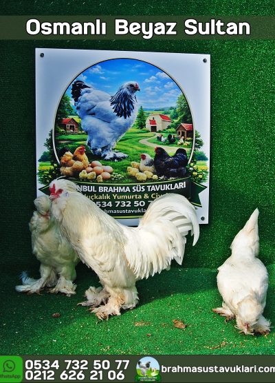 Osmanlı Sultan Kuluçkalık Yumurta