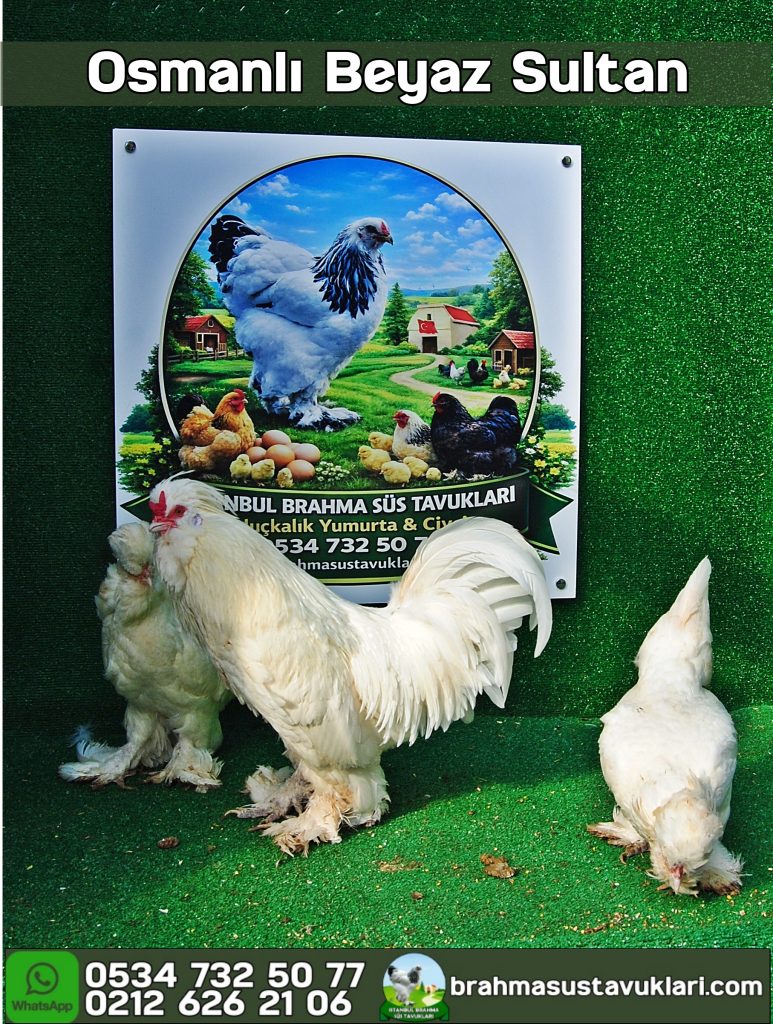 Osmanlı Sultan Kuluçkalık Yumurta