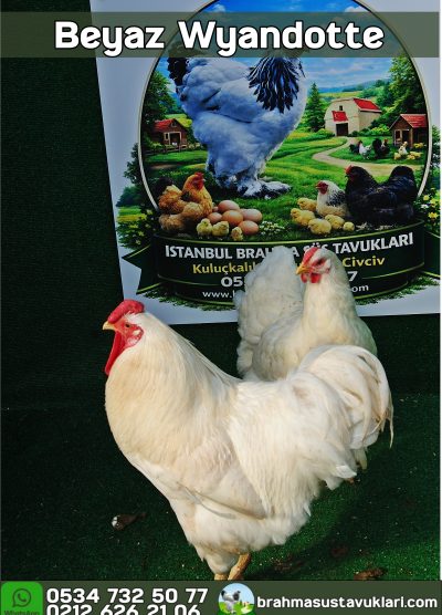 Beyaz Wyandotte Kuluçkalık Yumurta Civciv İstanbul