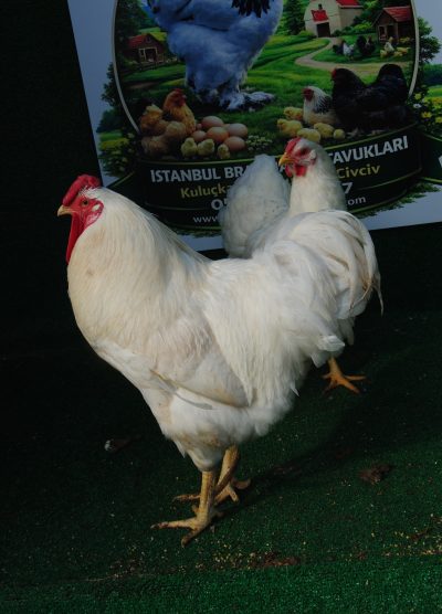 Beyaz Wyandotte Kuluçkalık Yumurta