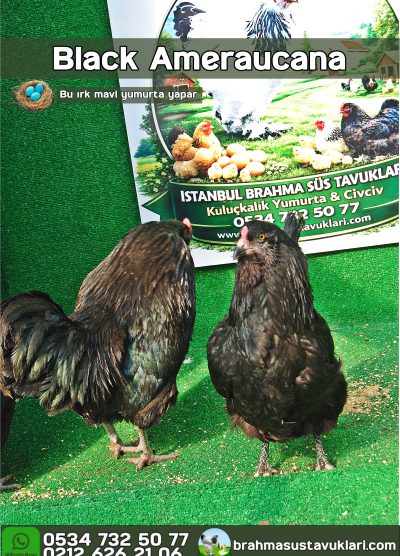Black Ameraucana Kuluçkalık Yumurta