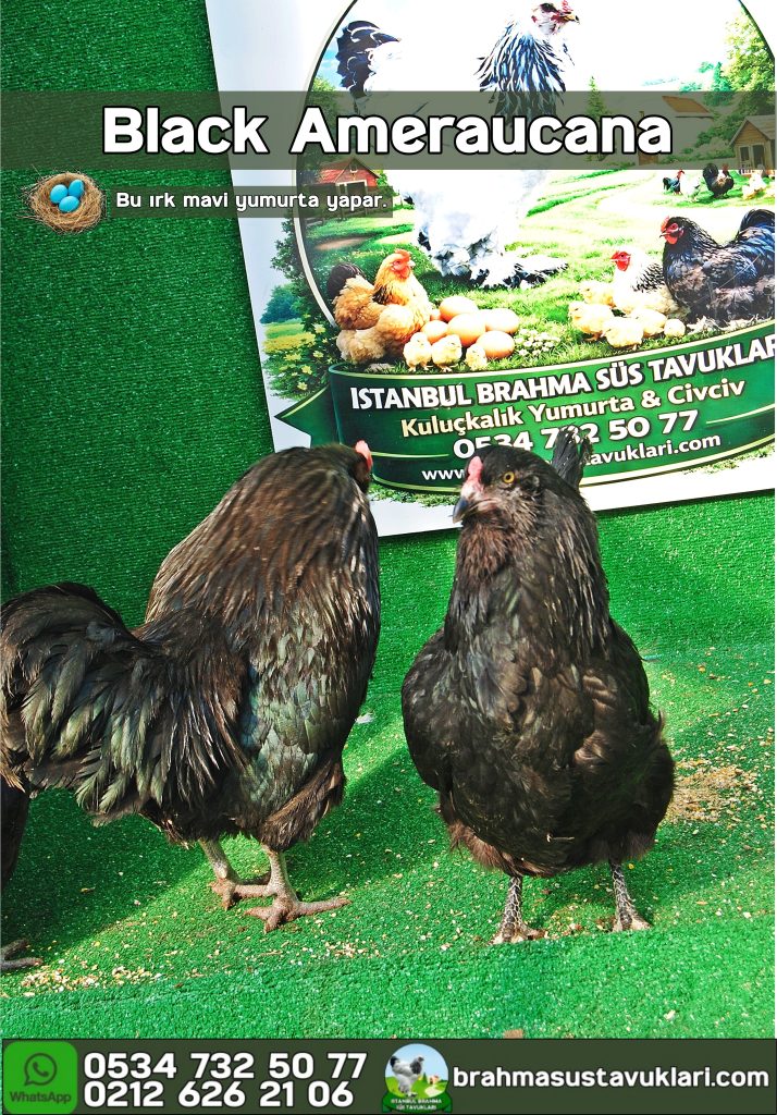 Black Ameraucana Tavuk Özellikleri