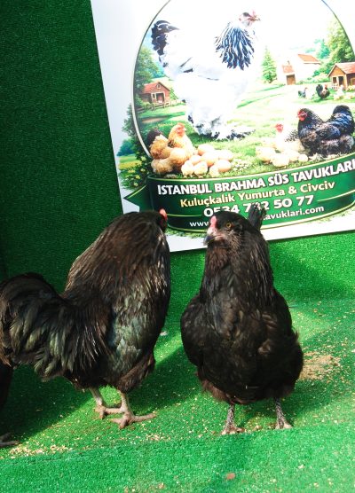 Black Ameraucana Kuluçkalık Yumurta