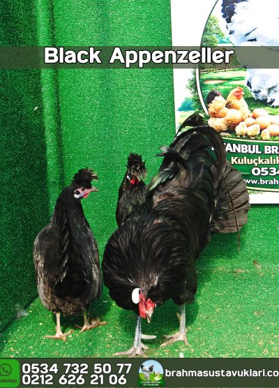 Black Appenzeller Kuluçkalık Yumurta