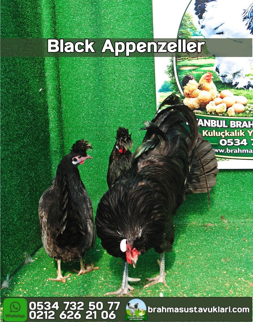 Black Appenzeller Kuluçkalık Yumurta