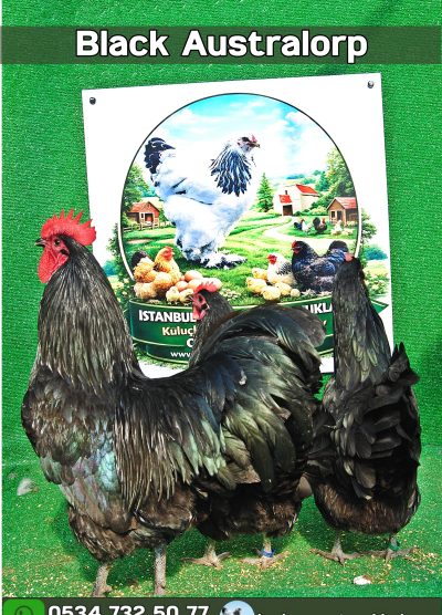 Black Australorp Kuluçkalık Yumurta