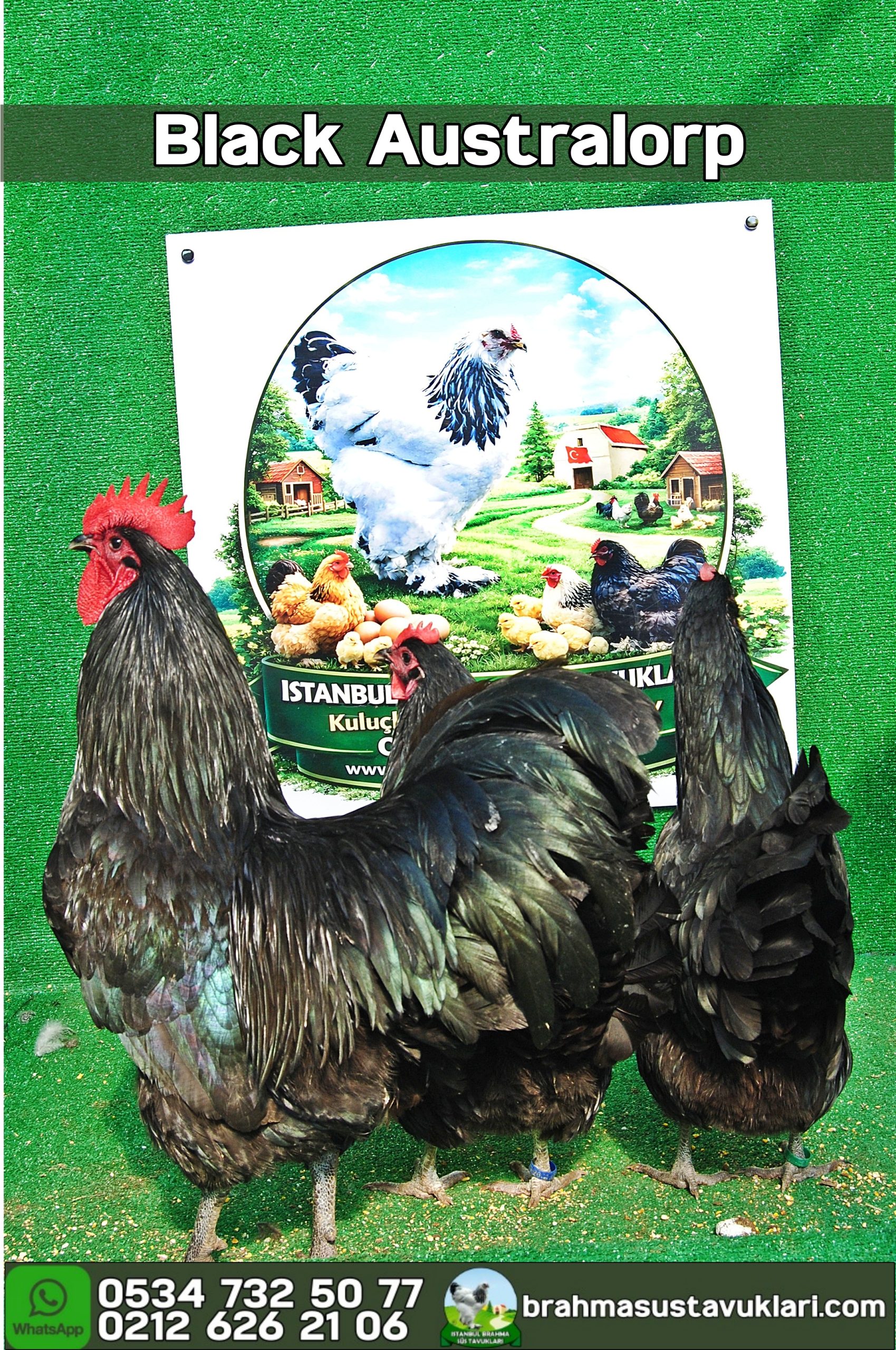Black Australorp Kuluçkalık Yumurta İstanbul Süs TAVUKLARI Black Australop Kuluçkalık Yumurta Civciv İstanbul