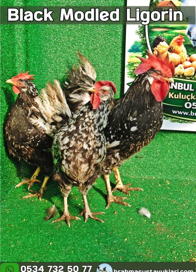 Black Modled Ligorin Kuluçkalık Yumurta