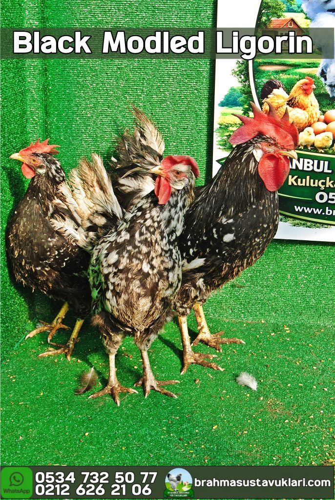 Black Modled Ligorin Kuluçkalık Yumurta