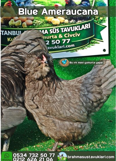 Blue Ameraucana Kuluçkalık Yumurta