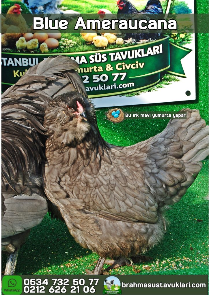 Blue Ameraucana Tavuk Özellikleri