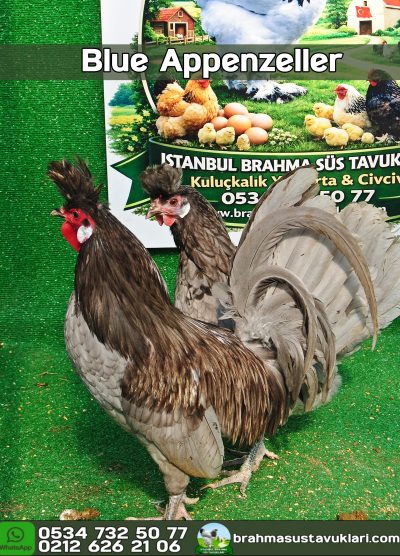 Blue Appenzeller Kuluçkalık Yumurta Civciv İstanbul