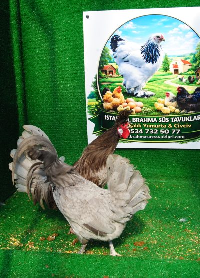 Blue Appenzeller Kuluçkalık Yumurta