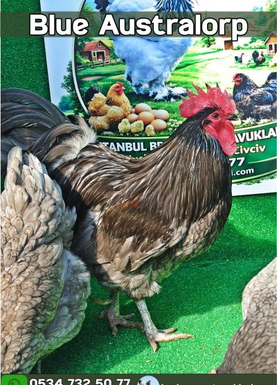 Blue Australop Kuluçkalık Yumurta