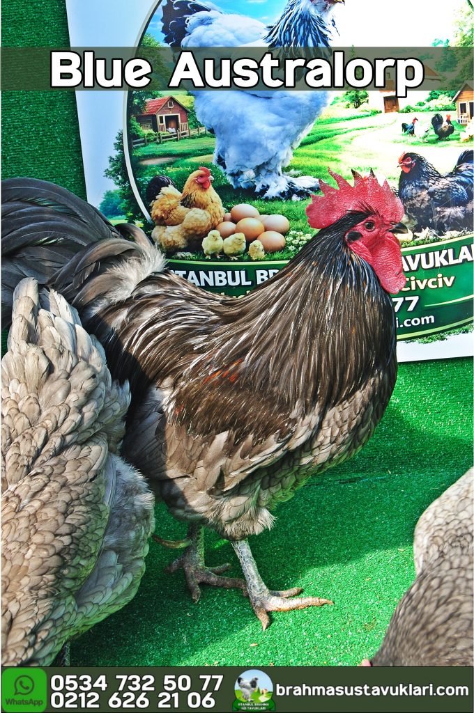 Blue Australop Kuluçkalık Yumurta