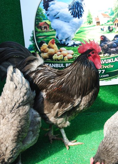 Blue Australop Kuluçkalık Yumurta