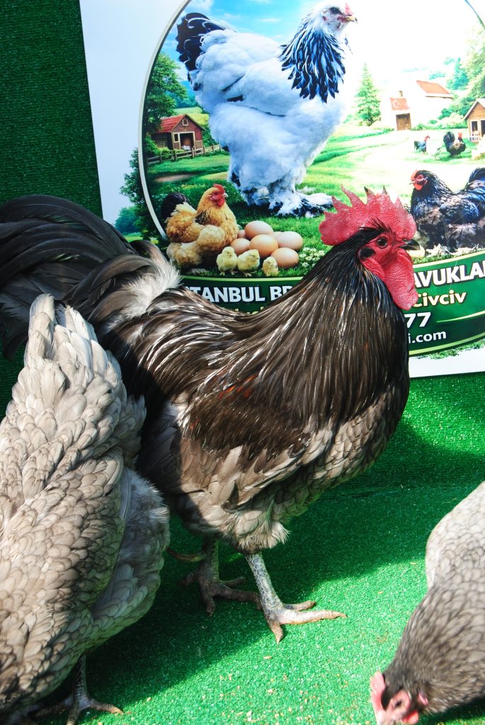 Blue Australop Kuluçkalık Yumurta