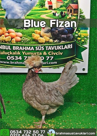 Blue Fizan Kuluçkalık Yumurta Civciv İstanbul