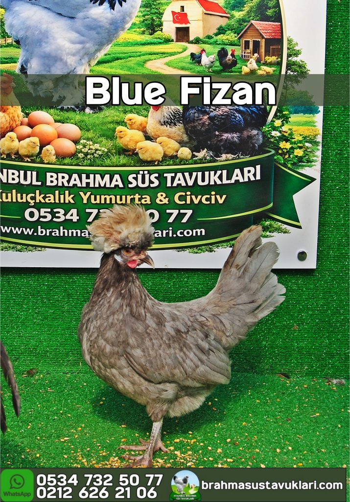 Blue Fizan Kuluçkalık Yumurta