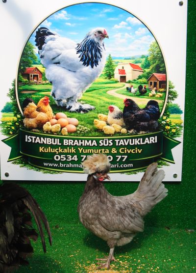 Blue Fizan Kuluçkalık Yumurta