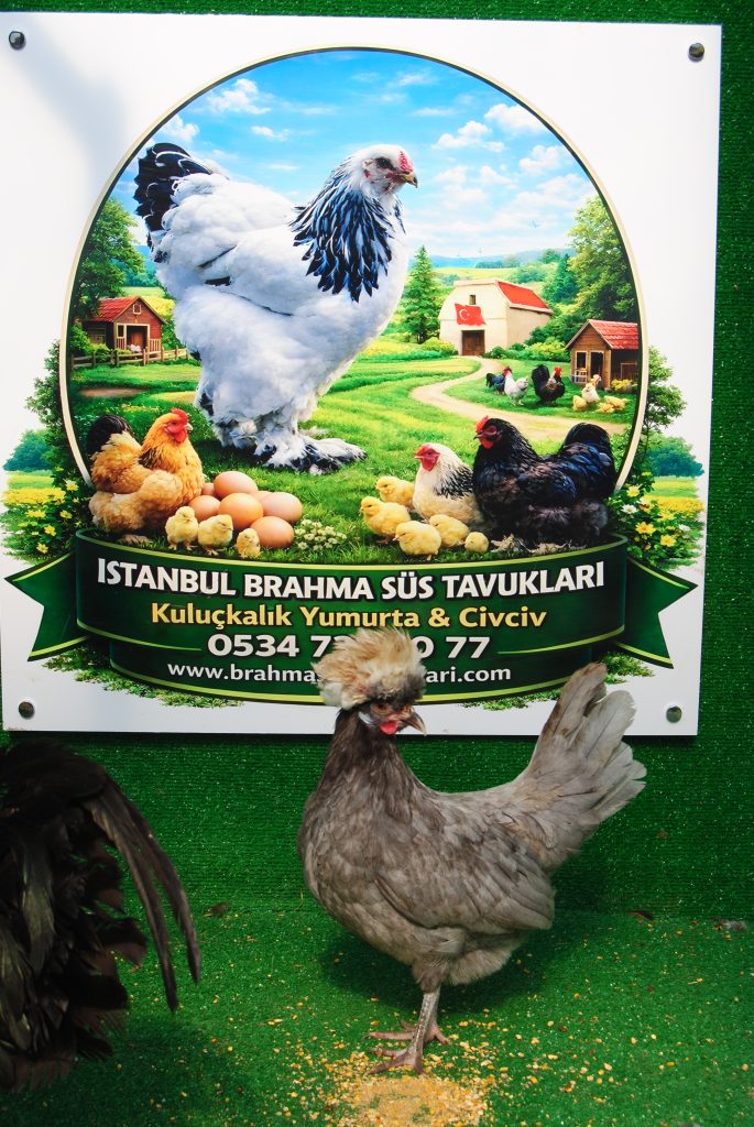 Blue Fizan Kuluçkalık Yumurta