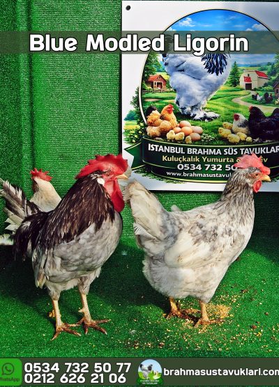 Süs Tavukları Kuluçkalık Yumurta Ve Civciv l İstanbul Süs Tavukları İstanbul Süs TAVUKLARI Blue Modlet Ligorin Kuluçkalık Yumurta Civciv İstanbul