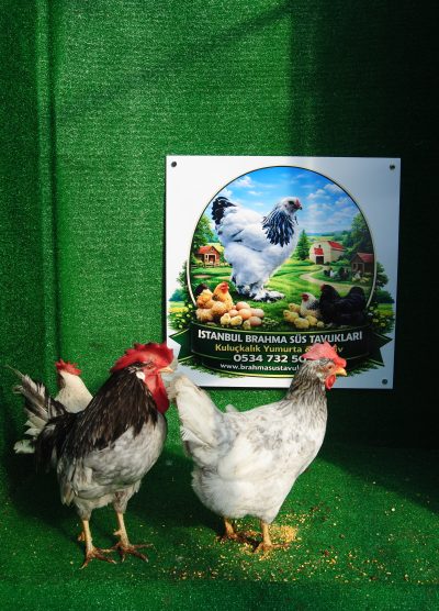 Blue Modled Ligorin Kuluçkalık Yumurta