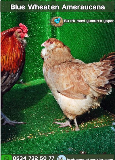 Blue Wheaten Ameraucana Kuluçkalık Yumurta Civciv İstanbul