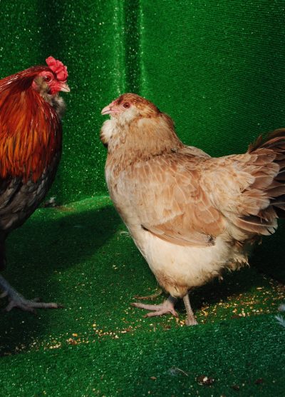 Blue Wheaten Ameraucana Kuluçkalık Yumurta