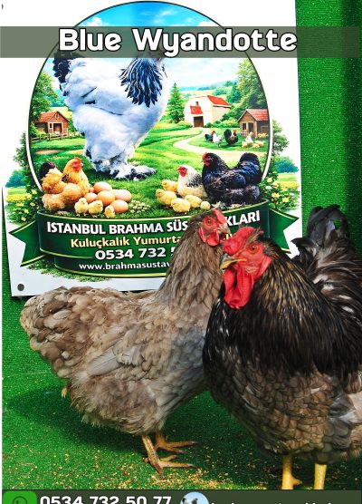 Blue Wyandotte Kuluçkalık Yumurta Civciv İstanbul