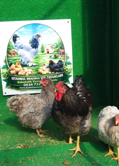 Blue Wyandotte Kuluçkalık Yumurta