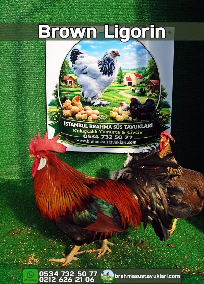 Brown Ligorin Kuluçkalık Yumurta Civciv İstanbul