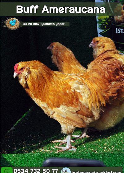 Buff Ameraucana Kuluçkalık Yumurta Civciv İstanbul