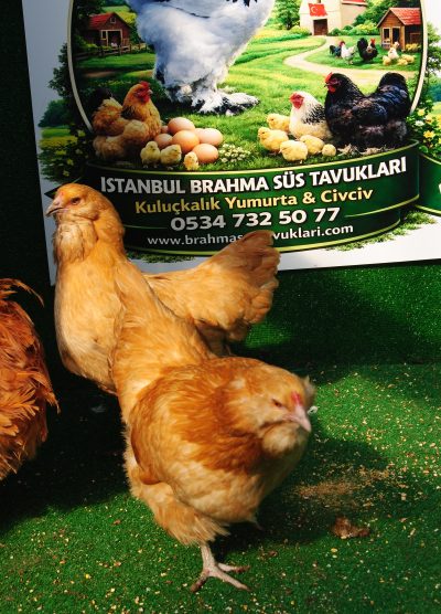 Buff Ameraucana Kuluçkalık Yumurta