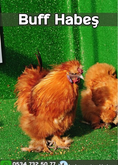 Buff Habeş Kuluçkalık Yumurta Civciv İstanbul