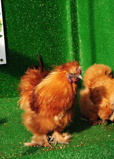 Buff Habeş Kuluçkalık Yumurta